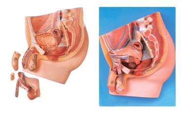 男性盆腔正中矢狀切面模型