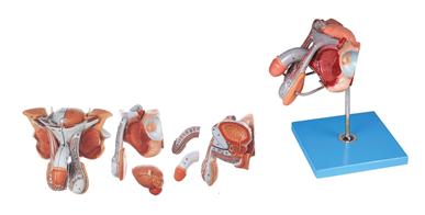 男性生殖器官結(jié)構(gòu)模型