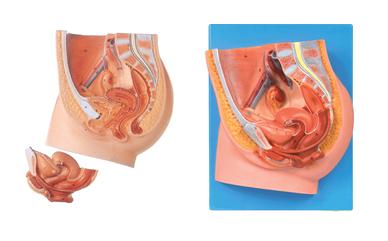 女性盆腔正中矢狀切面模型