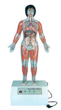 微電腦人體心動周期與大、小循環(huán)演示儀