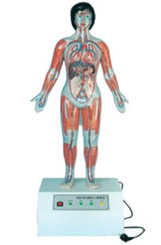 微電腦人體心動周期與大、小循環(huán)演示儀