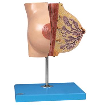 靜止期女性乳房模型