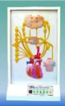 電動心神經(jīng)支配模型