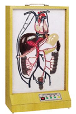 電動門靜脈側(cè)支循環(huán)模型