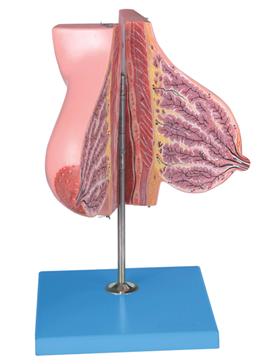 哺乳期女性乳房模型