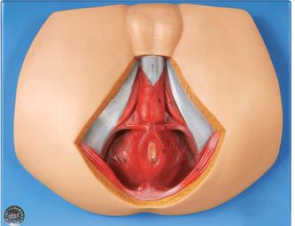 男性會(huì)陰模型