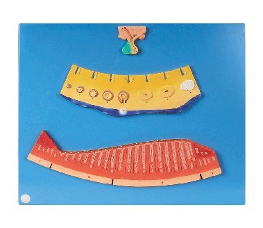 月經(jīng)周期模型