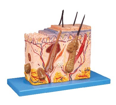皮膚組織結構放大模型