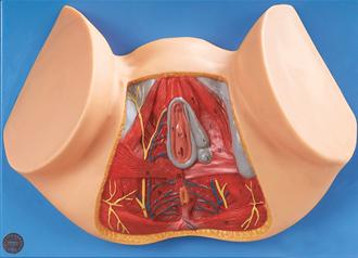 女性會(huì)陰模型