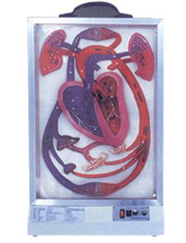 電動心臟搏動與血液循環(huán)模型