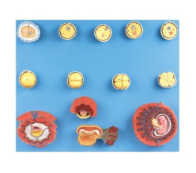 受精與初期胚胎發(fā)育過程模型