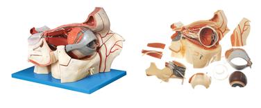 眼球與眼眶附血管神經(jīng)放大模型