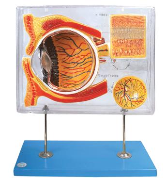 眼示教放大模型