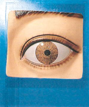 光控瞳孔調(diào)節(jié)模型