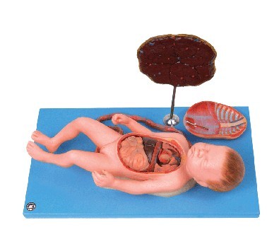 胎盤臍帶與胎兒附內臟模型