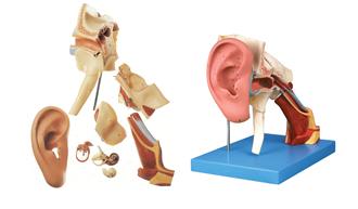 耳結(jié)構(gòu)放大模型