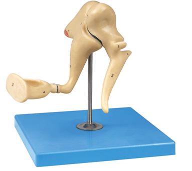 聽小骨放大模型