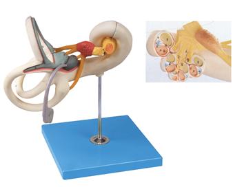 內(nèi)耳迷路放大模型