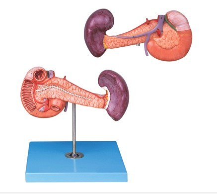 胰、十二指腸和脾模型