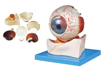 眼球構(gòu)造放大模型