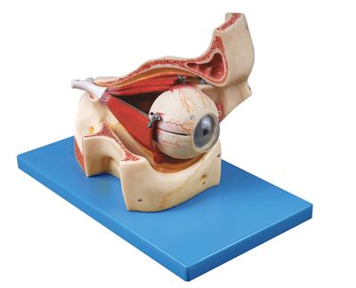 眼球與眼眶放大模型