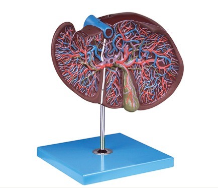 肝、膽囊放大模型