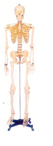 骨骼解剖模型|168CM人體骨骼模型(男、女)