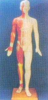 中醫(yī)針灸模型|半皮膚人體針灸模型（170CM?。?>                            
                    </div>
                    <div   id=