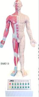 人體針灸教學(xué)模型|電動語言十四經(jīng)穴針灸模型