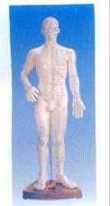 針灸穴位模型|人體針灸模型（全皮膚、半皮膚60CM）