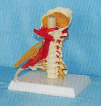 高級頸椎帶神經(jīng)、肌肉、小腦模型