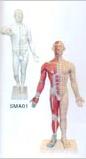 中醫(yī)人體針灸模型|十四經(jīng)穴電動針灸模型