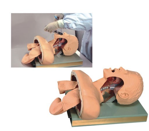 高級人體氣管插管訓(xùn)練模型