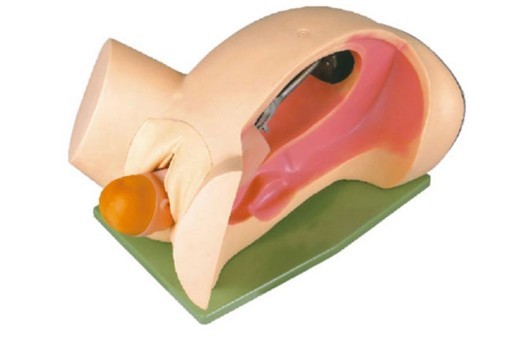 分娩機(jī)轉(zhuǎn)示教模型