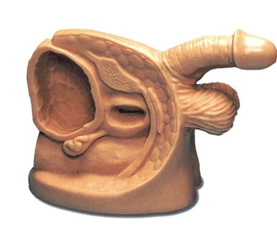 高級(jí)男性導(dǎo)尿外生殖器模型