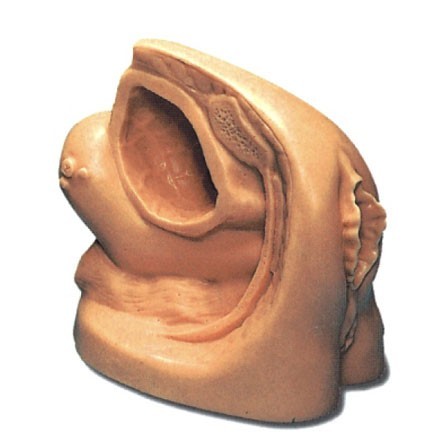 高級(jí)女性導(dǎo)尿外生殖器模型