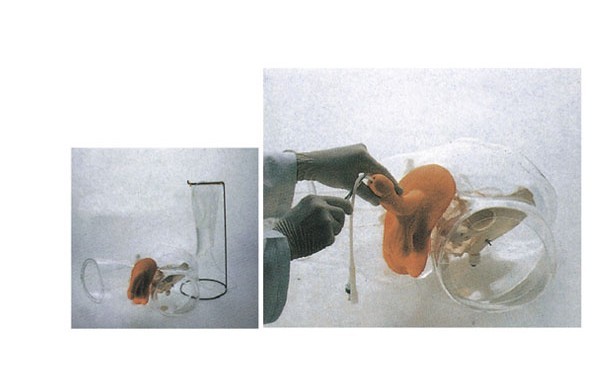 高級(jí)透明男性導(dǎo)尿模型