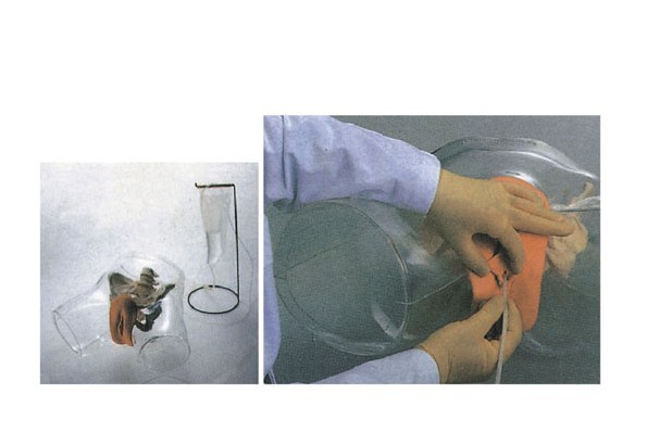 高級(jí)透明女性導(dǎo)尿模型