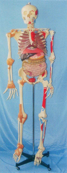 168CM肌肉著色、關(guān)節(jié)韌帶、內(nèi)臟等人體骨骼模型