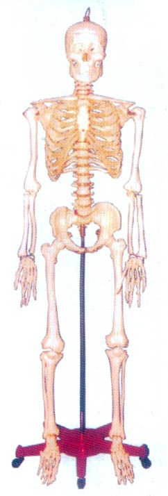128CM人體骨骼模型