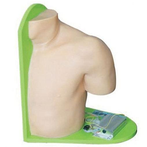 肩關節(jié)腔內注射模型