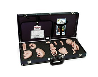 胚胎發(fā)育示教教程(模型、音像帶)