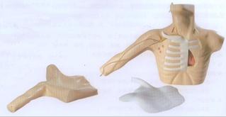 外周穿刺、中心靜脈穿刺插管模型