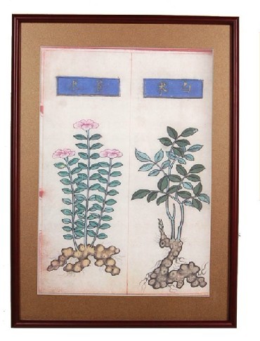 蒼白術(shù) 中藥炮制圖