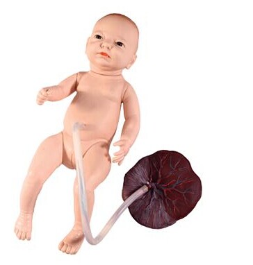 高級新生兒臍帶護(hù)理模型