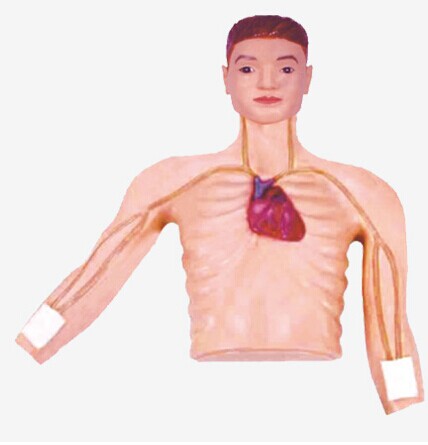 PICC介入訓練模型