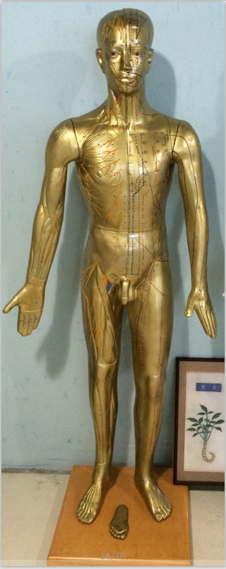 現(xiàn)代十四經(jīng)穴針灸銅人（半皮膚半肌肉）