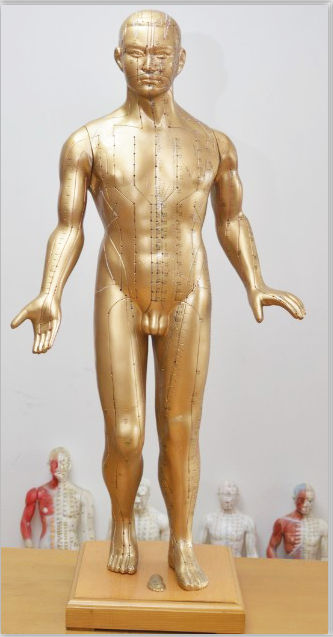 現(xiàn)代十四經(jīng)穴針灸銅人（全皮膚）