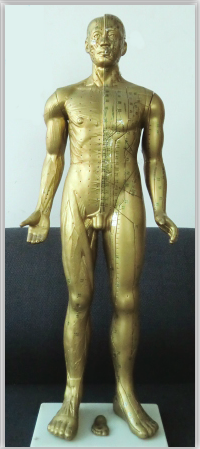 現(xiàn)代十四經(jīng)穴針灸銅人（半皮膚半肌肉）