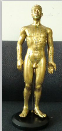 現(xiàn)代十四經(jīng)穴針灸銅人（全皮膚）